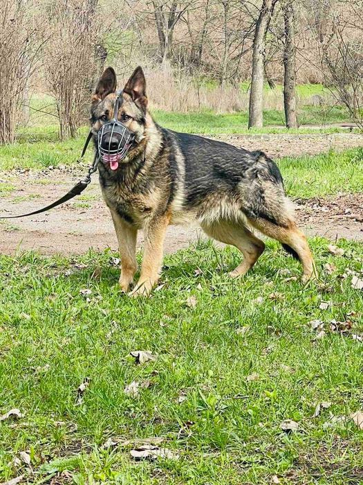 Щеня німецької вівчарки