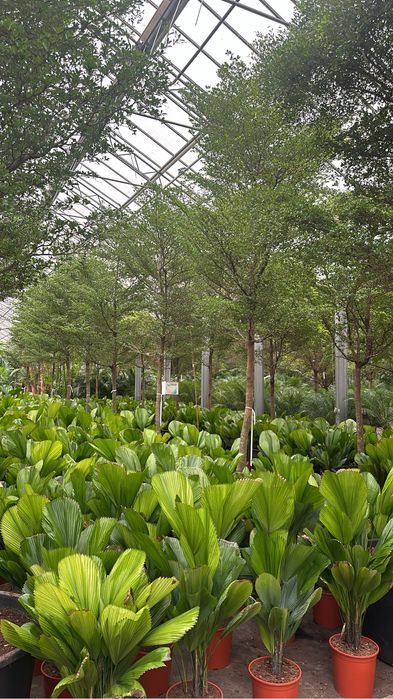 Plantas Ornamentais- Exemplares