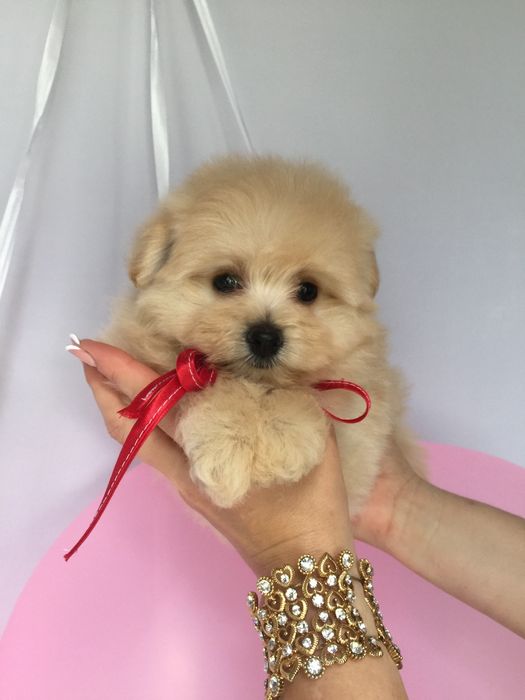 Помапу — Ніжна шерсть, велике серце