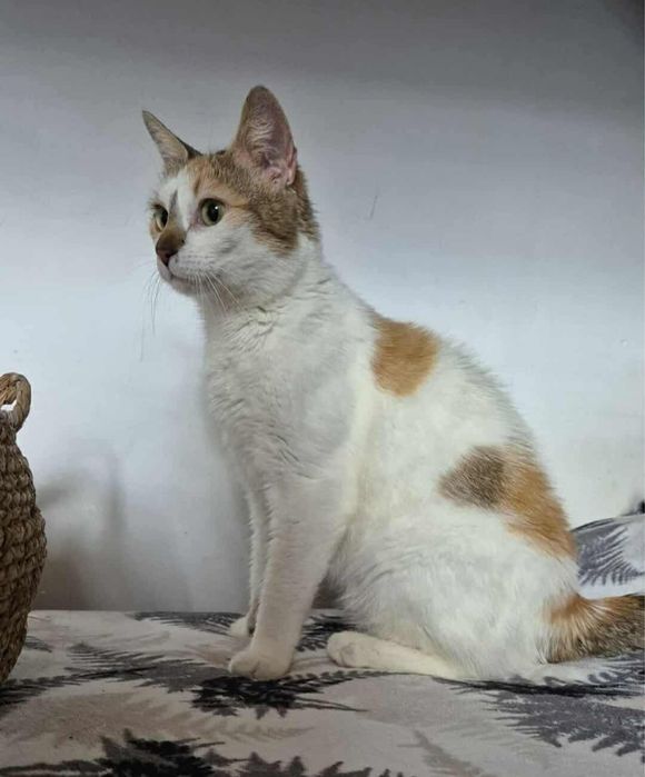 Urocza koteczka do adopcji