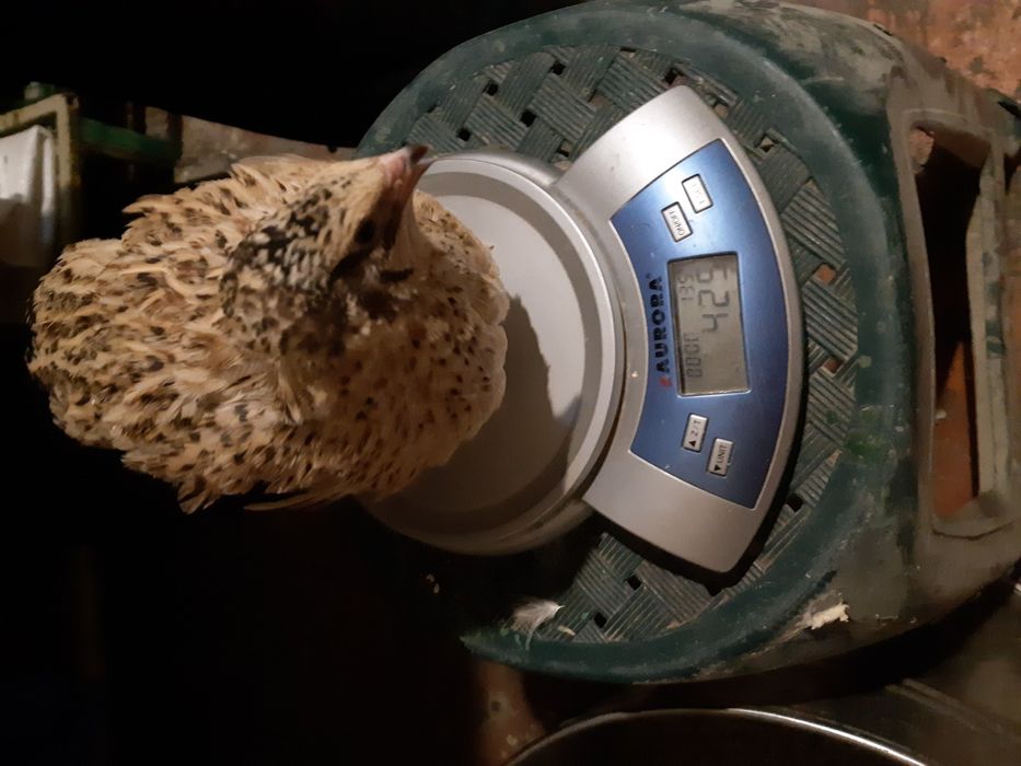 Яйцо инкубационное, птенцы суточные перепелов.