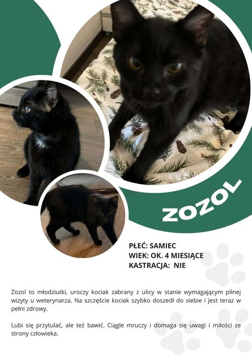 Czarny kocurek młody