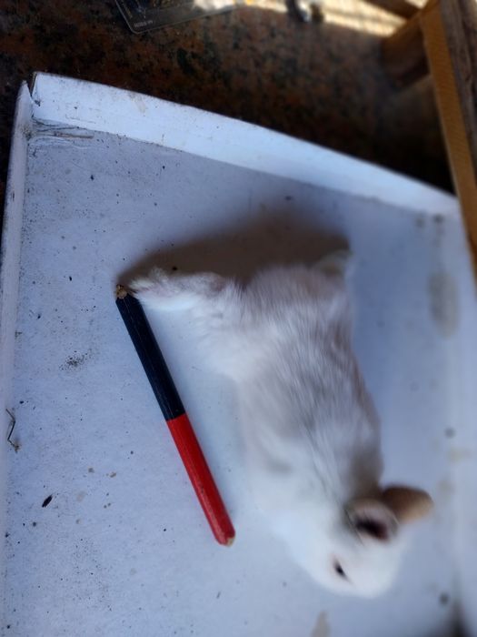 Coelhos anões cabeca de leão  /minilop/nederland dwarf