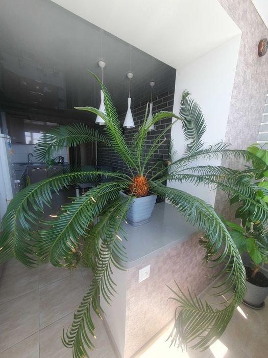 Пальма Сагова Цикас