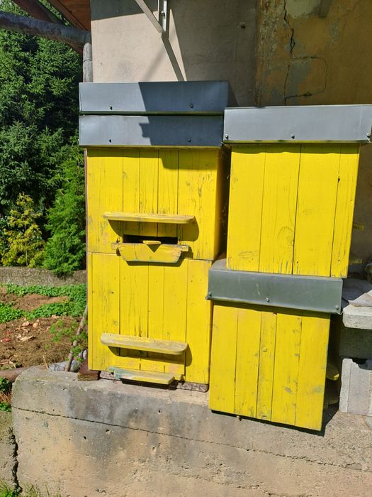 Ule warszawskie poszerzane