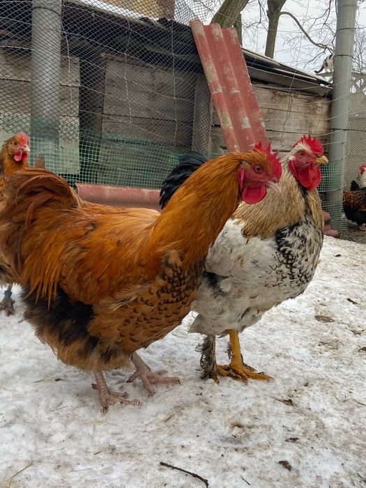 Sprzedam koguty orpington