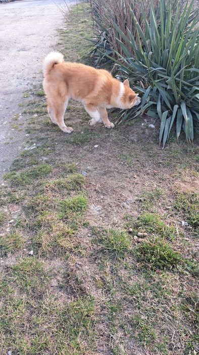Akita inu  piesek