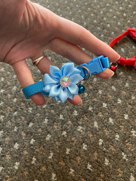 нашийники для котів собак