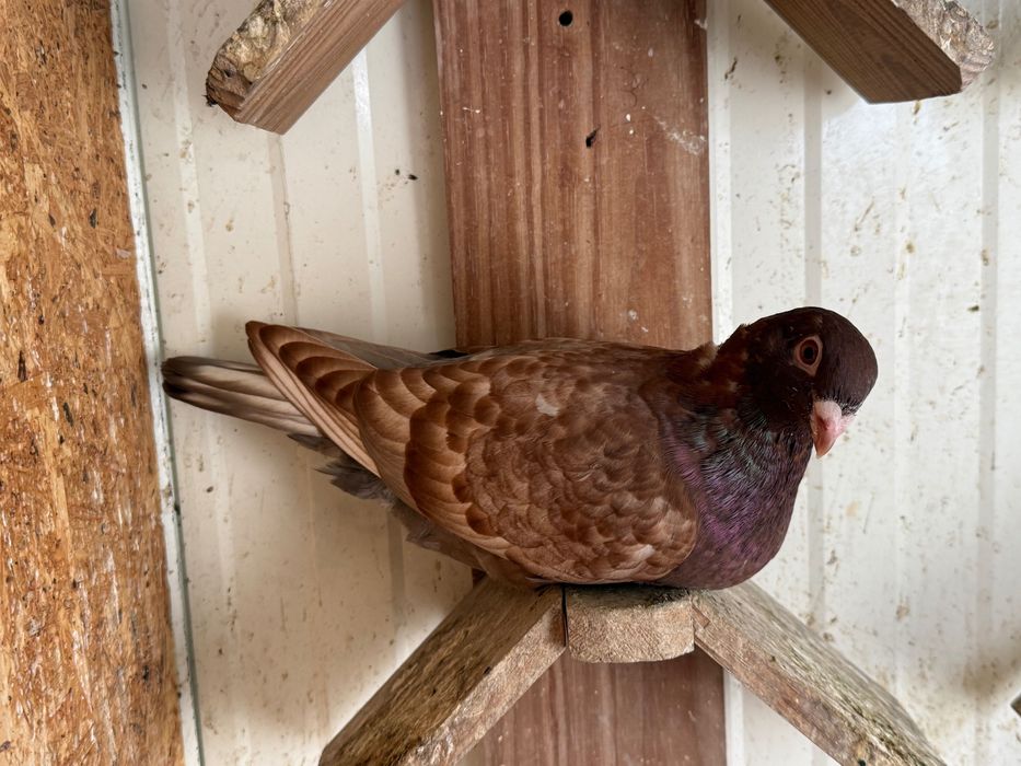 Pombos Toy stencill fill stencill