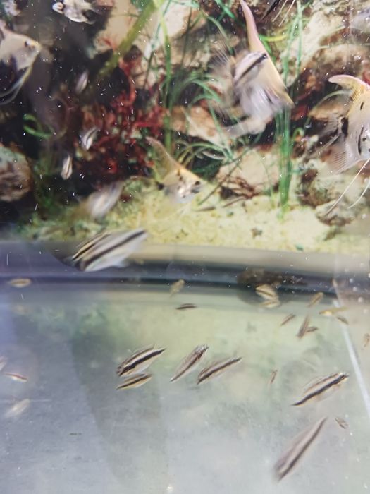 Peixes kribensis com oferta na compra de 10 oferta de mais dois