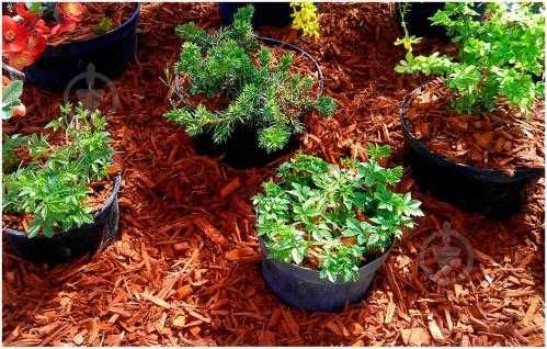 декоративна мульча и щепа кольорова купити київ