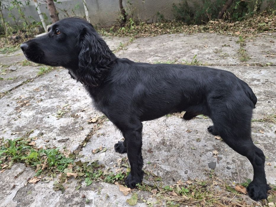 В'язка російського спаніеля