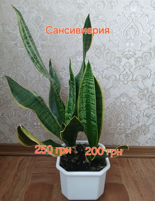 Фуксия,калатея,традисканция,бельбергия,сингониум