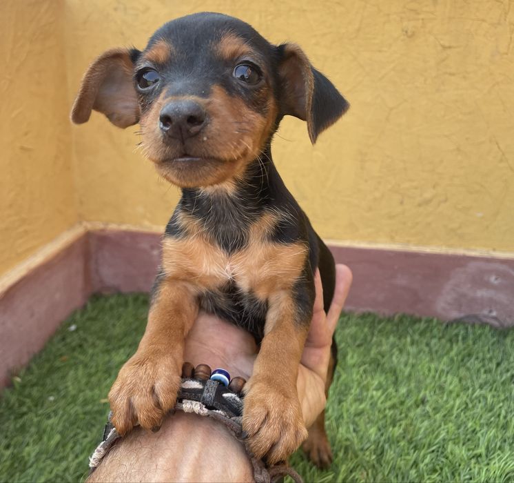 Pinscher Miniatura