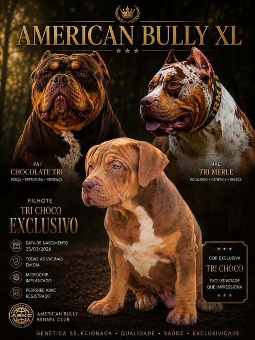 American bully XL