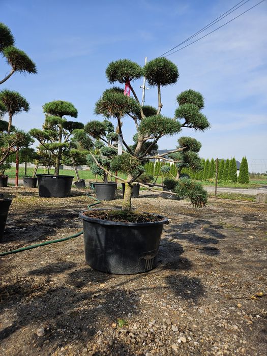 Sosna bonsai norks typ