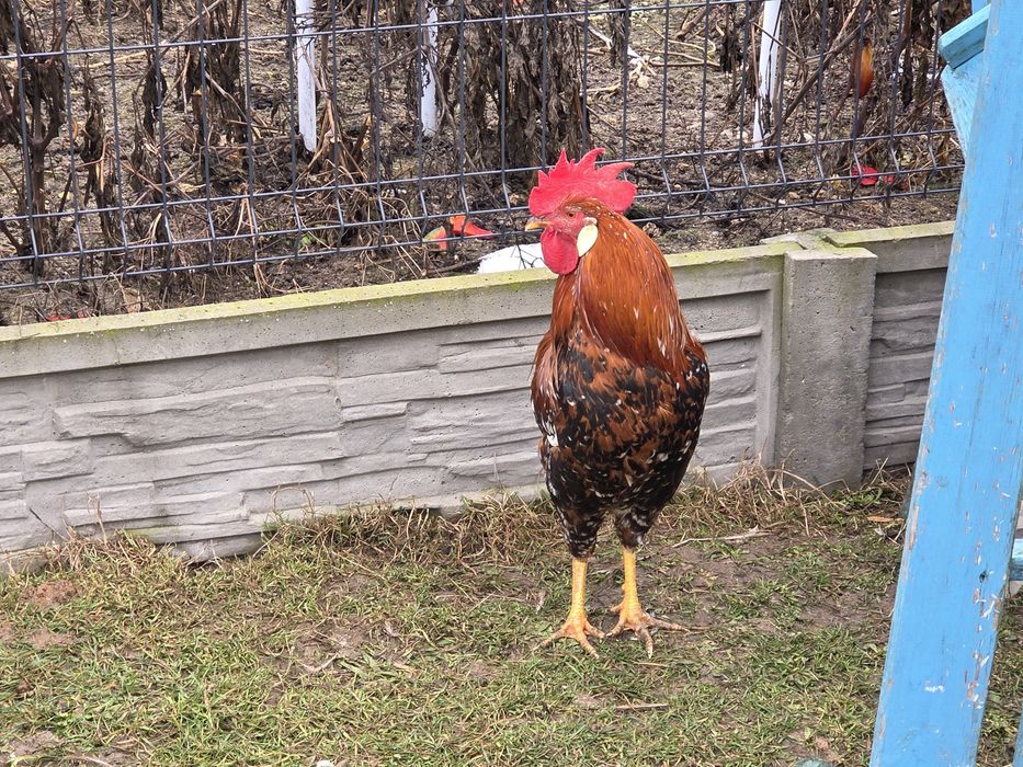 Koguty włoszki włoszka kuropatwiane porcelanowe