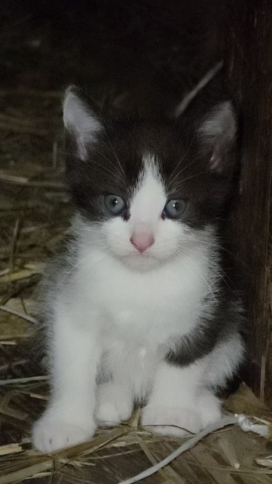 Oddam kotki w dobre ręce!