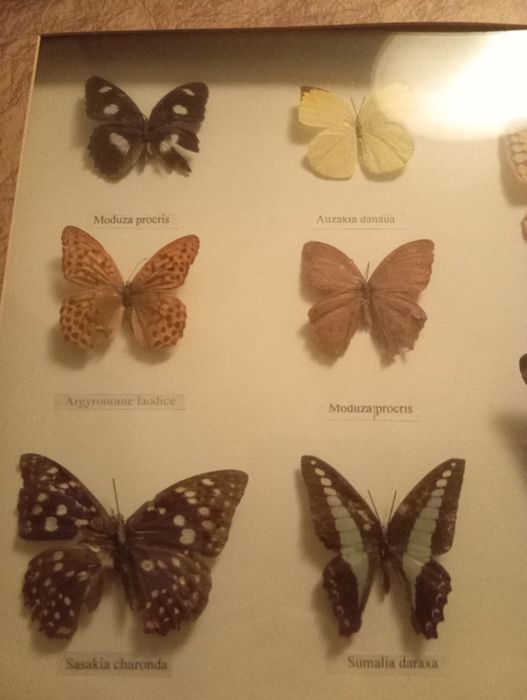 Бабочки в рамке коллекция