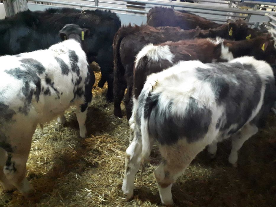 cielaki mięsne oraz krzyżówki mięsne