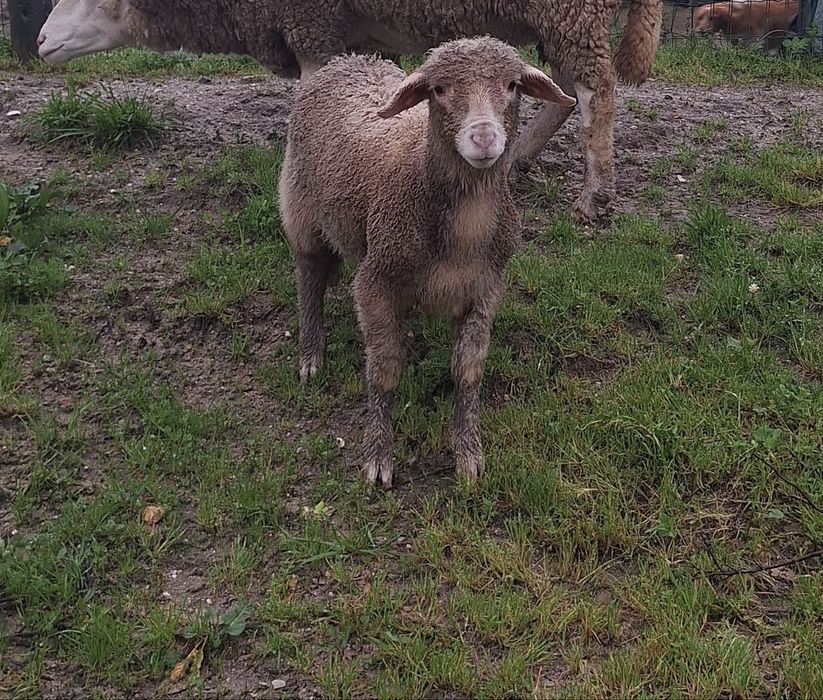 Borrego pronto para sair