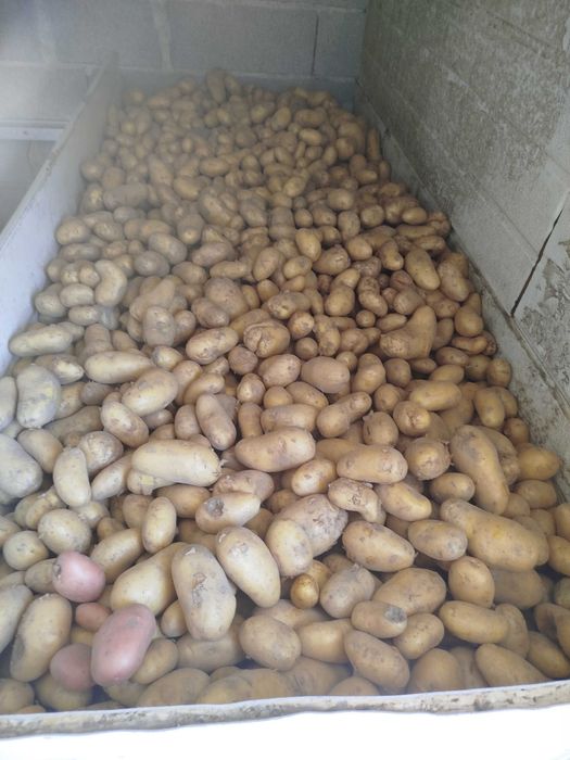 Batatas e cebolas