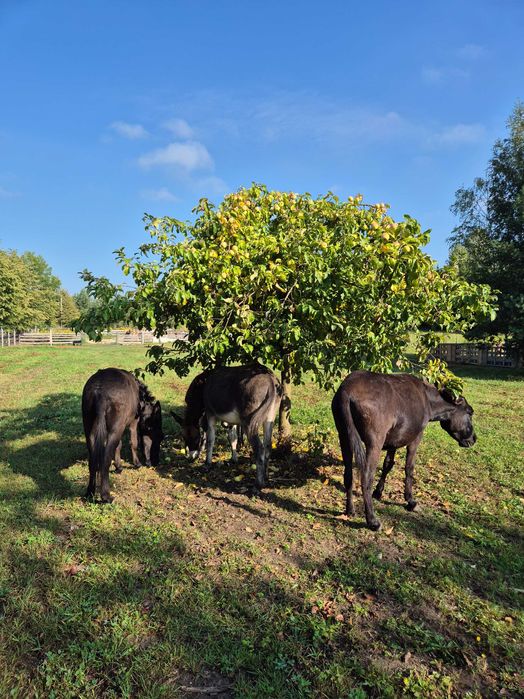 Sprzedam osiołka, paszport, 9 miesięcy