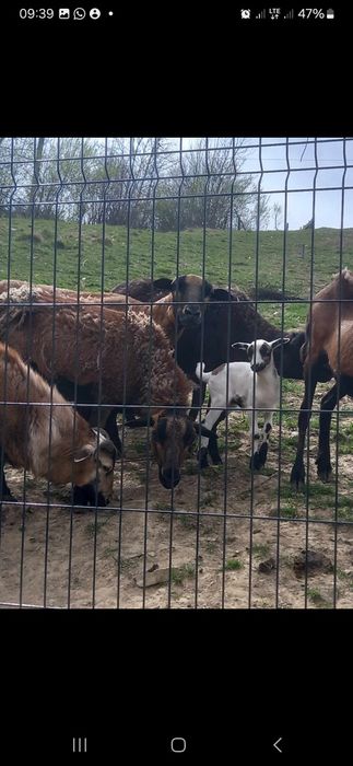 Owca kameruńska na sprzedaż