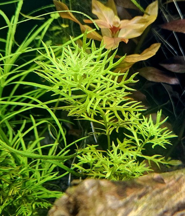 Rośliny akwariowe - bez ślimaków