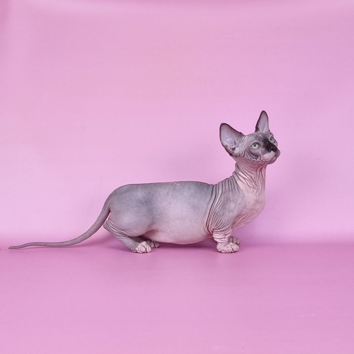 Бамбино мальчик предлагается