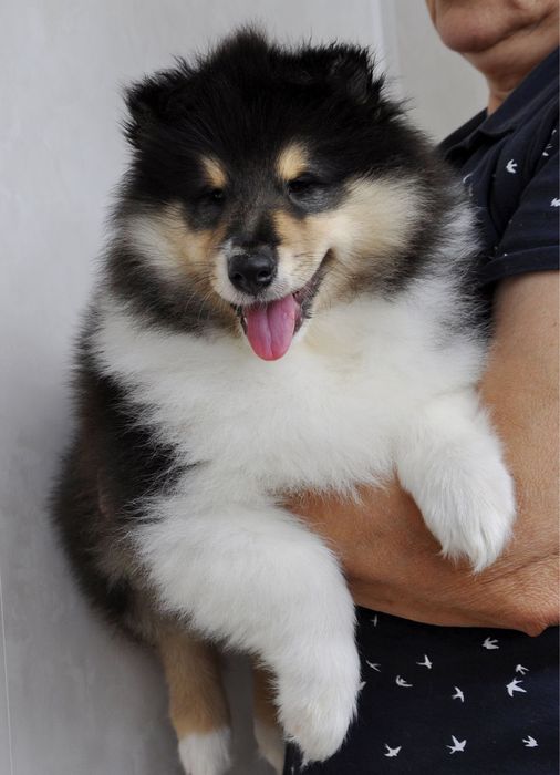 Щенки колли