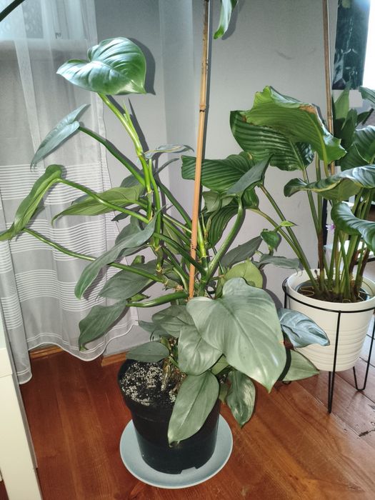 Sprzedam philodendron silver