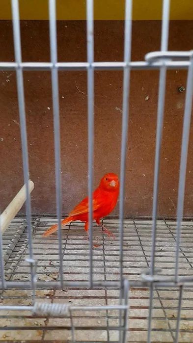 canario vermelho
