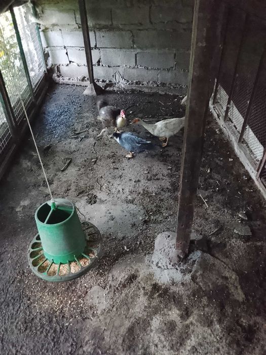 Patos mudos adultos