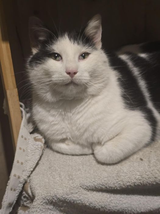 Piękny wyjątkowy dorosły kot kocurek do adopcji