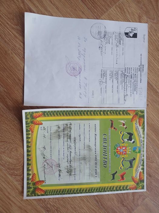 Змінять місце проживання фокстер'єр