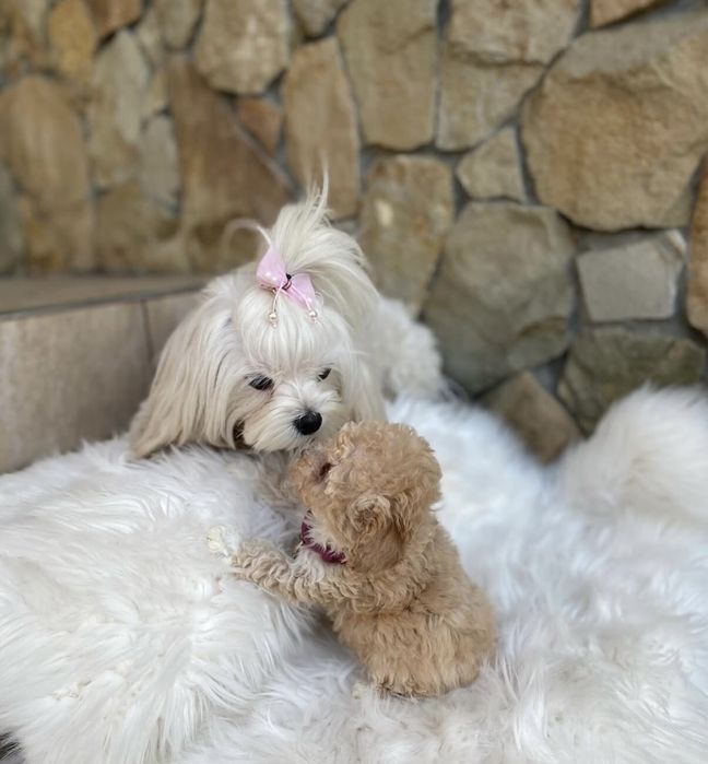 Найкрасивіші малюки мальтипу