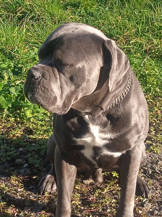 Кане корсу вязка