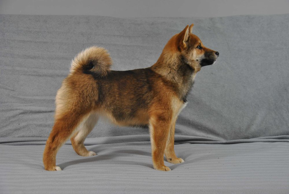 Shiba inu umaszczenie sezamowe