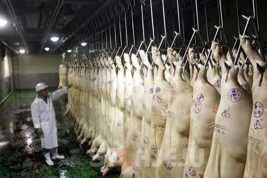 Заморозка мяса шокова камера хранения туш Хмельницький Bitzer