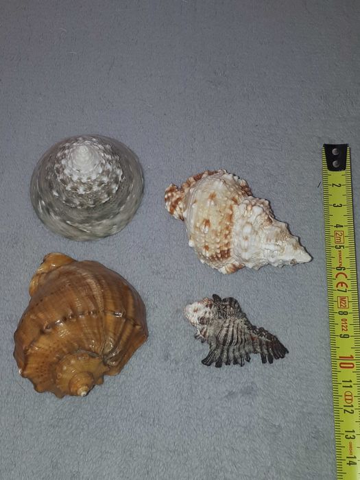 Muszle morskie naturalne