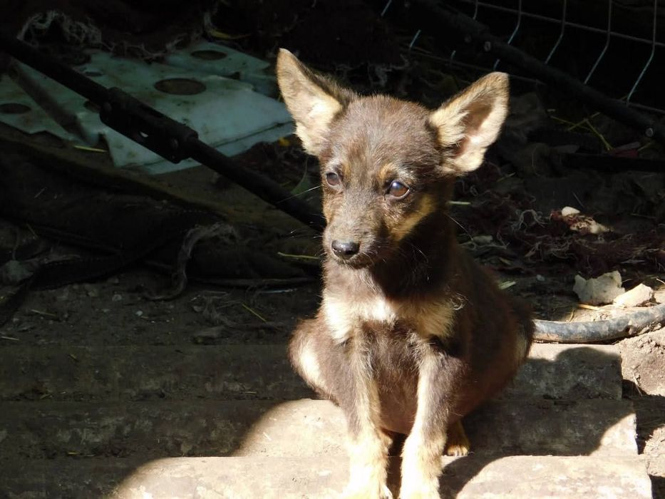 Шукаємо родину для цуценя.