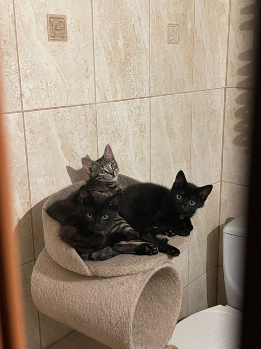 Kotki szukają domku,2,5 miesiące