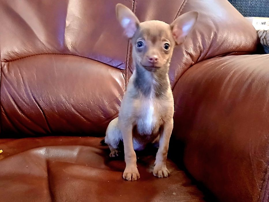 Pinczer miniatura ratlerek