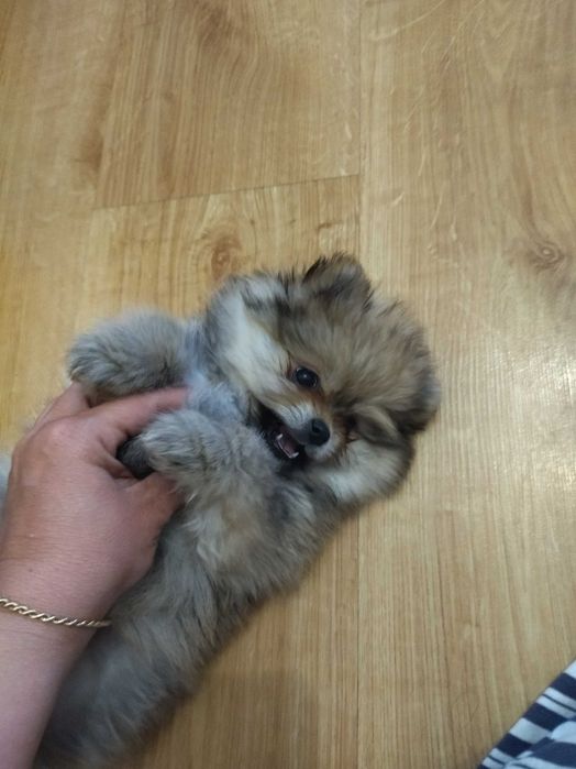 Szpic pomeranian suczka