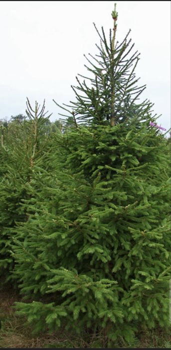 Choinko, choinko  pachnąca jak las