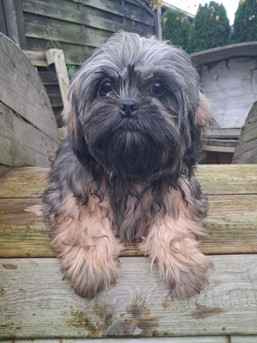 Mały lordzik shihtzu