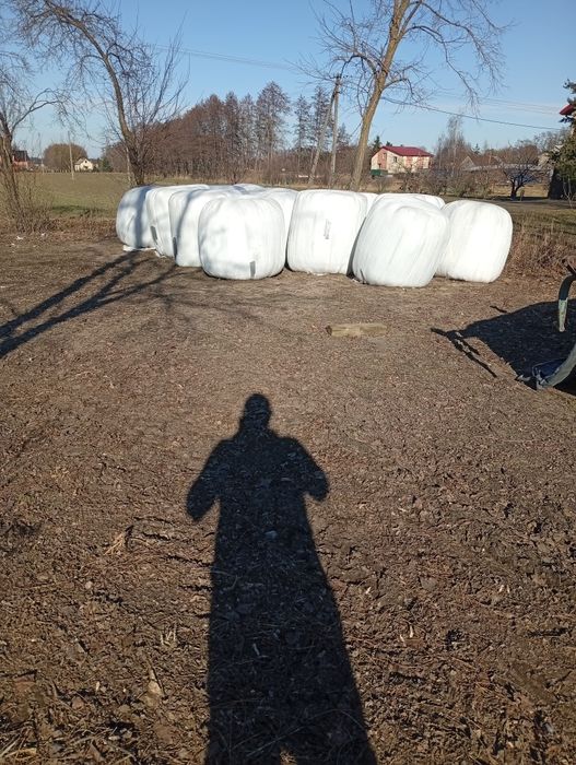 Kiszonka z trawy