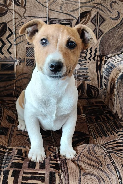 Jack Russell terriera Ur 01.15.2026