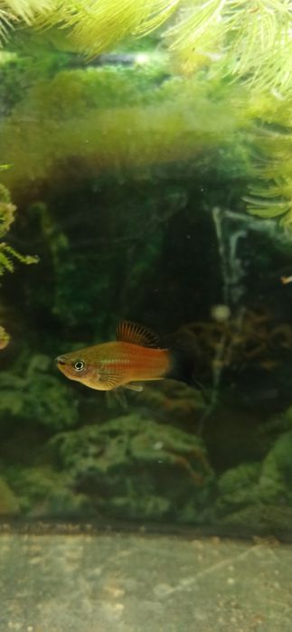 Mieczyki dorosły jak na foto